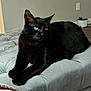 Kitty joined the competition — help win amazing prizes! black_cat, cat, pet, indoor, feline, green_eyes, cushion, gray_fabric, relaxed, animal, domestic_cat, whiskers, paws, fur, resting, home, cozy, looking_away, quiet, soft
