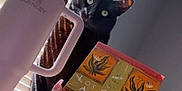 Kitty is registered to the contest to win money with this photo: cat, black_cat, book, hand, tumbler, window_blinds, sunlight, indoor, curious, pet, reading, feline, fingers, nails, morning_light, table, relaxing, home, cozy, person