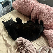 Kitty joined the competition — help win amazing prizes! black_cat, cat, bed, blanket, pink_pillow, plush_pillow, soft_texture, relaxed_cat, sleeping_cat, indoor, feline, pet, cozy, resting, fur, animal, cute, domestic_cat, comfort, sleep