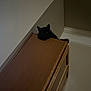 Kitty joined the competition — help win amazing prizes! black_cat, cat, cabinet, wooden_furniture, indoor, shadow, dark, eyes, ears, peeking, animal, pet, feline, corner, wall, quiet, mysterious, household, curious, resting
