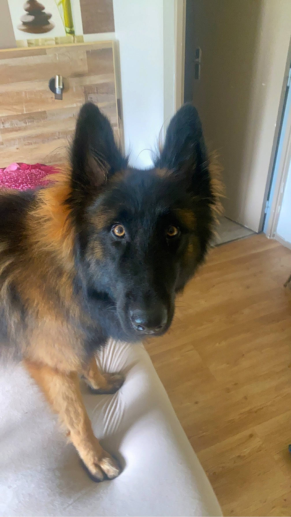 Yuko a rejoint le concours — aidez-le/la à gagner de superbes lots ! bohemian_shepherd, carnivore, companion_dog, dog, dog_breed, east_european_shepherd, fawn, flooring, fur, german_shepherd_dog, hardwood, herding_dog, king_shepherd, old_german_shepherd_dog, snout, sporting_group, varnish, wood, working_animal, working_dog