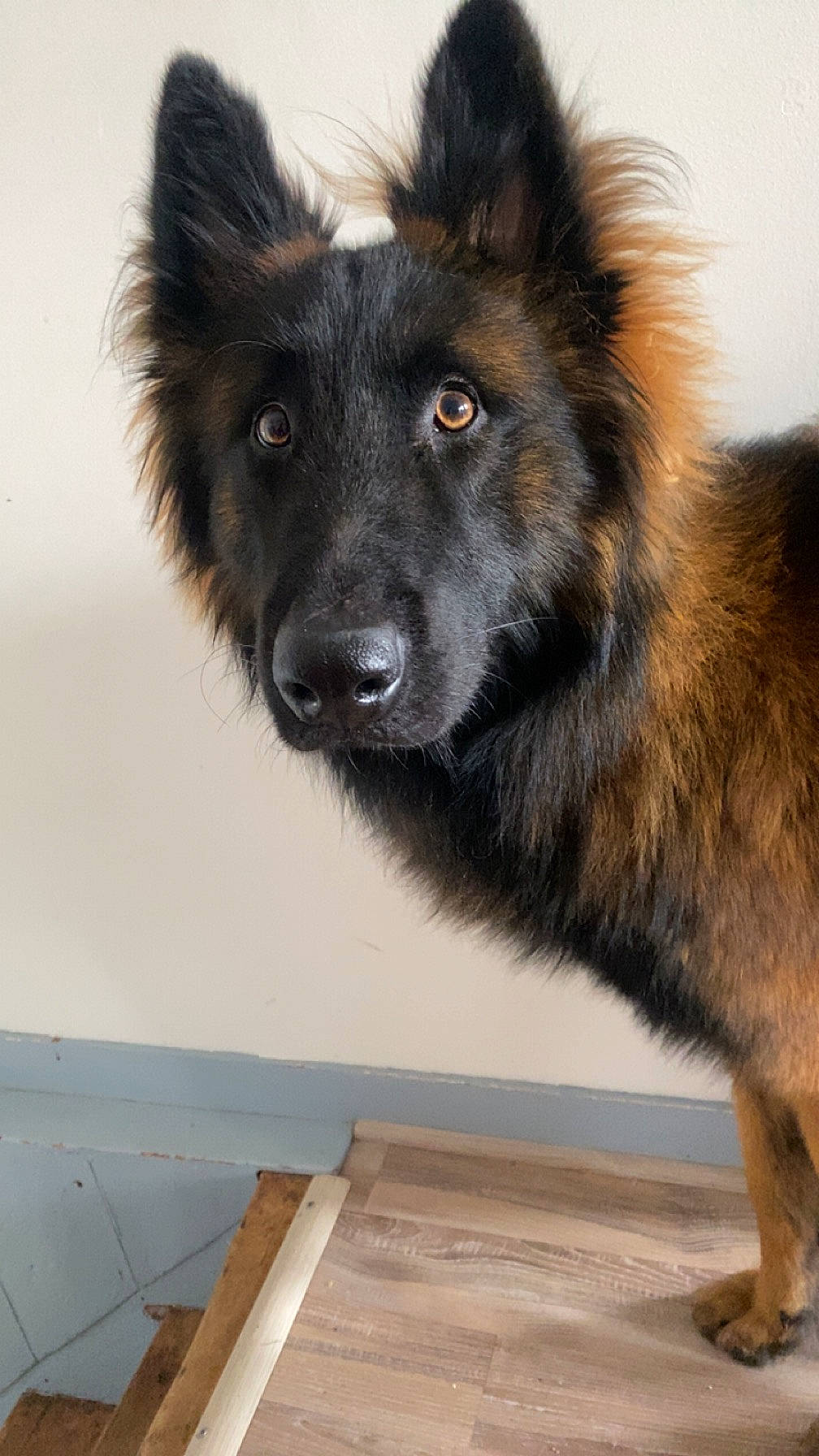 Yuko participe au concours pour gagner de l'argent avec cette photo : ancient_dog_breeds, canidae, canis, carnivore, companion_dog, dog, dog_breed, fur, giant_dog_breed, herding_dog, king_shepherd, old_german_shepherd_dog, plank, snout, sporting_group, whiskers, wood, working_animal, working_dog