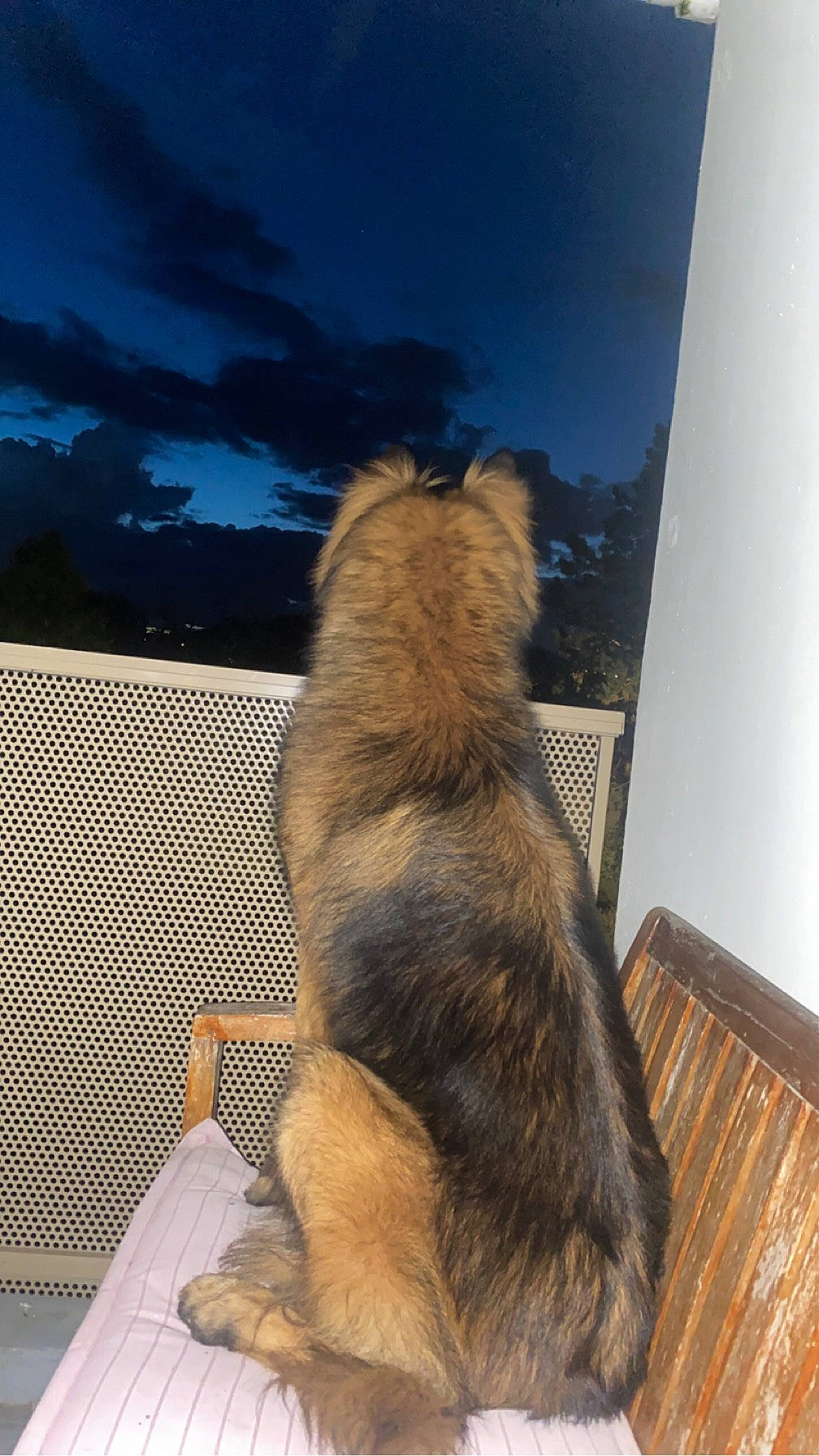 Yuko a rejoint le concours — aidez-le/la à gagner de superbes lots ! canidae, carnivore, companion_dog, dog, dog_breed, door, fawn, felidae, fur, hardwood, sky, snout, sporting_group, tail, terrestrial_animal, tints_and_shades, whiskers, wildlife, window, wood