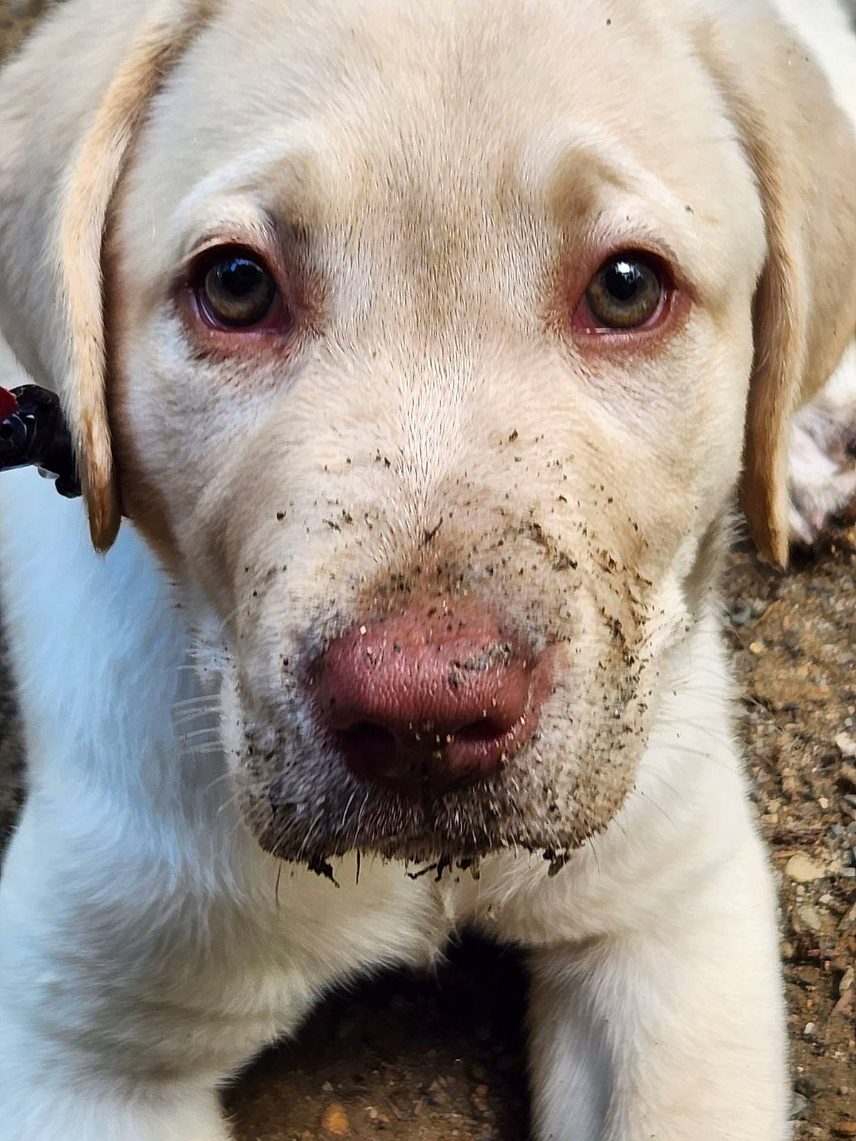 Maisie is registered to the contest to win money with this photo: beauty, canidae, carnivore, close_up, collar, companion_dog, dog, dog_breed, fang, fawn, fur, gun_dog, hunting_dog, mammal, natural_material, snout, sporting_group, terrestrial_animal, whiskers, working_animal