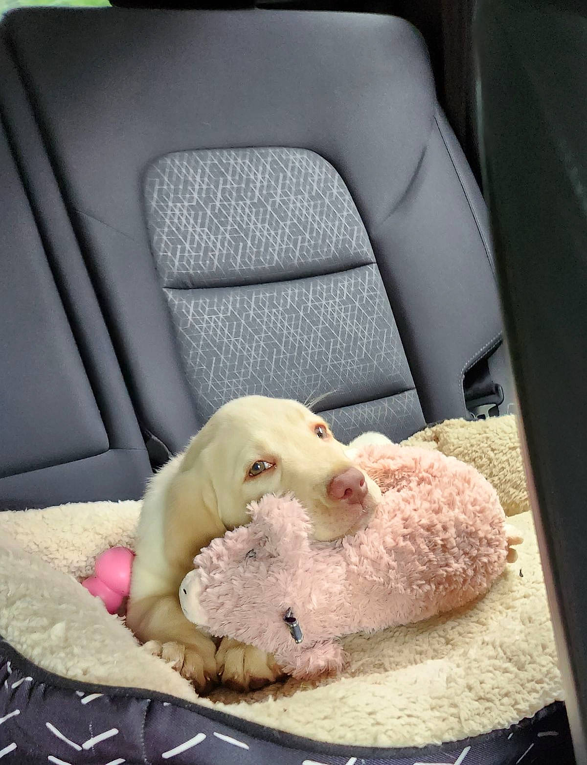 Maisie joined the competition — help win amazing prizes! auto_part, car, car_seat, car_seat_cover, comfort, companion_dog, family_car, fur, head_restraint, linens, luxury_vehicle, personal_luxury_car, seat_belt, stuffed_toy, teddy_bear, toy, vehicle, vehicle_door, white, window