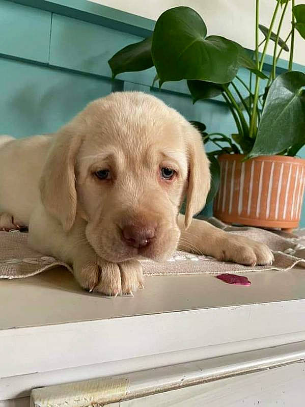 Maisie joined the competition — help win amazing prizes! canidae, carnivore, comfort, companion_dog, dog, dog_breed, dog_supply, fawn, flowerpot, gun_dog, houseplant, liver, paw, pet_supply, plant, snout, sporting_group, terrestrial_animal, wood, working_animal