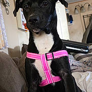 Astrid is registered to the contest to win money with this photo: animal, attention, black_dog, blanket, canine, companion, couch, cute, dog, domestic, furniture, house, indoor, lamp, pet, pink_harness, portrait, relaxed, sitting, white_chest