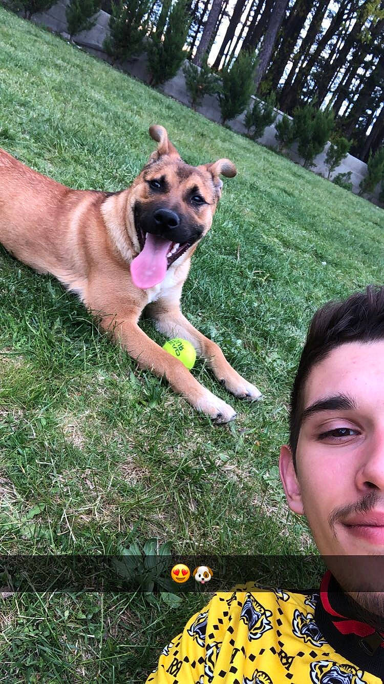 Peps participe au concours pour gagner de l'argent avec cette photo : carnivore, collar, companion_dog, dog, dog_breed, dog_collar, eyewear, fawn, gesture, grass, happy, lawn, leisure, people_in_nature, plant, recreation, snout, sporting_group, tail, tree