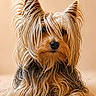 dog, yorkshire_terrier, pet, animal, fur, long_hair, ears, nose, paws, carpet, cute, portrait, indoor, mammal, canine, fluffy, laying_down, small_dog, adorable, furry