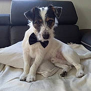 Maïko a rejoint le concours — aidez-le/la à gagner de superbes lots ! dog, small_dog, bow_tie, white_fur, black_fur, couch, blanket, indoor, pet, animal, sitting, curious, fur, ears, face, paw, resting, window, living_room, furniture