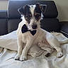 dog, small_dog, bow_tie, white_fur, black_fur, couch, blanket, indoor, pet, animal, sitting, curious, fur, ears, face, paw, resting, window, living_room, furniture