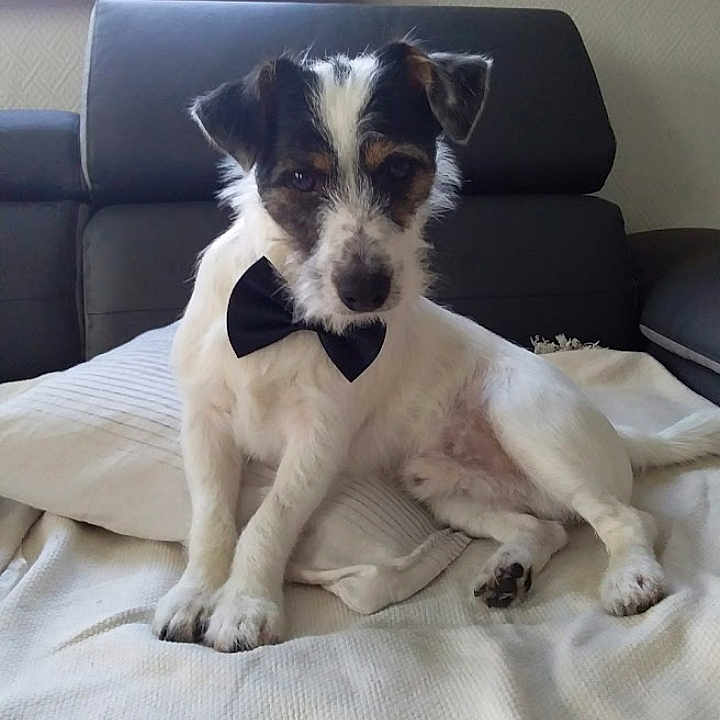 Maïko a rejoint le concours — aidez-le/la à gagner de superbes lots ! dog, small_dog, bow_tie, white_fur, black_fur, couch, blanket, indoor, pet, animal, sitting, curious, fur, ears, face, paw, resting, window, living_room, furniture