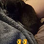 Ace participe au concours pour gagner de l'argent avec cette photo : puppy, dog, black, blanket, couch, arm, cozy, snuggling, indoor, pet, fur, resting, soft, companion, cute, small, animal, comfort, relaxing, home