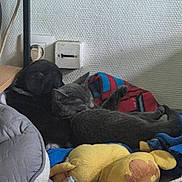 Ace a rejoint le concours — aidez-le/la à gagner de superbes lots ! cat, sleeping, blanket, plush_toy, bedding, indoor, cozy, resting, gray_cat, black_cat, wall, power_outlet, shelf, soft_toy, pet, feline, napping, domestic, cute, relaxation