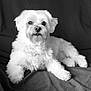 animal, black_and_white, canine, close_up, companion, cute, dog, domestic_animal, fluffy, fur, indoor, looking_at_camera, lying_down, monochrome, pet, portrait, relaxed, soft, studio, white_dog