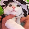 cat, white_cat, pet, animal, plaid_hat, hat, wide_eyed, portrait, person, green_shirt, hand, being_held, close_up, indoor, selfie, smartphone_screen, social_media, stickers, funny, cute