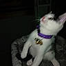 Panda Love participe au concours pour gagner de l'argent avec cette photo : cat, kitten, white_cat, gray_cat, purple_collar, bell, pet_bed, indoor, dim_lighting, motion_blur, sitting, standing, animal, pet, whiskers, pointed_ears, long_tail, fur, cozy, portrait