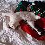 Panda Love a rejoint le concours — aidez-le/la à gagner de superbes lots ! cat, kitten, white_cat, sleeping, fluffy, pet, animal, indoors, bed, bedsheet, blanket, knitted_blanket, cozy, relaxed, upside_down, lying_down, pink_nose, paws, portrait, cute