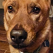 Atticus Smith joined the competition — help win amazing prizes! dog, canine, tan_dog, close_up, portrait, standing, large_ears, brown_fur, short_fur, black_nose, collar, pet, indoor, home, floor, wooden_floor, serious_expression, looking_at_camera, animal, photography