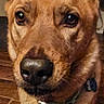 dog, canine, tan_dog, close_up, portrait, standing, large_ears, brown_fur, short_fur, black_nose, collar, pet, indoor, home, floor, wooden_floor, serious_expression, looking_at_camera, animal, photography