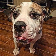 Lucy Smith joined the competition — help win amazing prizes! dog, bulldog, pet, animal, close_up, portrait, face, muzzle, nose, eyes, tongue, droopy_ears, short_hair, white_fur, brown_patches, sitting, indoors, tile_floor, home, serious_expression