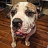 dog, bulldog, pet, animal, close_up, portrait, face, muzzle, nose, eyes, tongue, droopy_ears, short_hair, white_fur, brown_patches, sitting, indoors, tile_floor, home, serious_expression