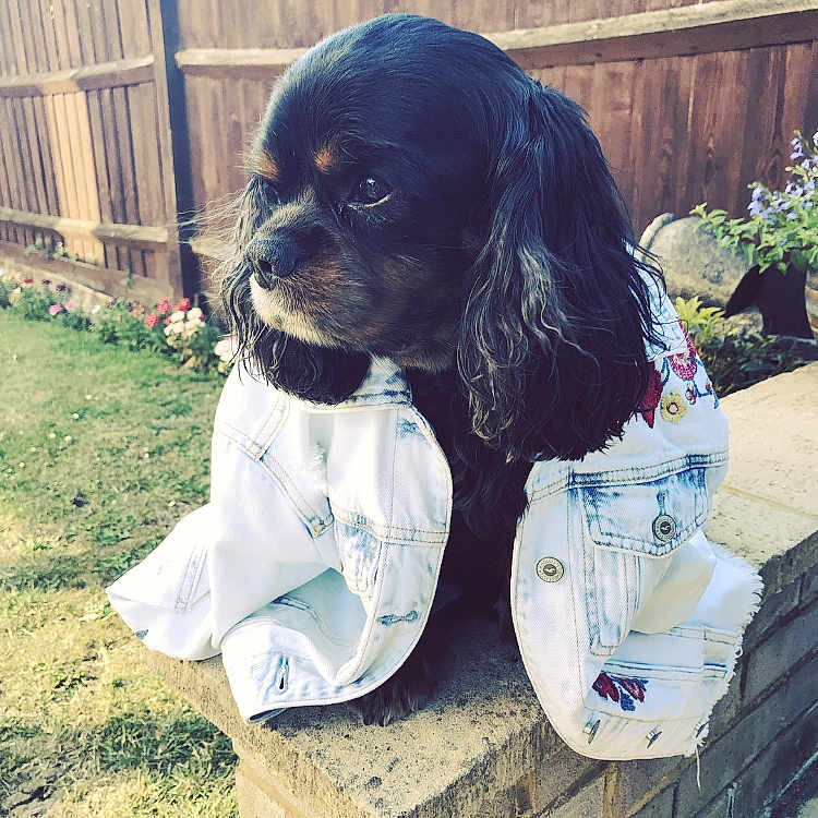 Louie joined the competition — help win amazing prizes! canidae, carnivore, cavalier_king_charles_spaniel, cocker_spaniel, companion_dog, dog, dog_breed, king_charles_spaniel, puppy, rare_breed_dog, snout, spaniel, sporting_group