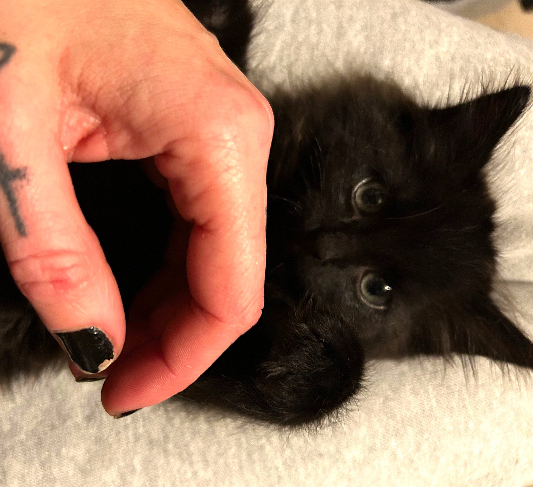 Jason joined the competition — help win amazing prizes! black_cat, bombay, carnivore, cat, claw, comfort, domestic_short_haired_cat, felidae, finger, foot, fur, gesture, nail, paw, small_to_medium_sized_cats, thumb, whiskers, wrist