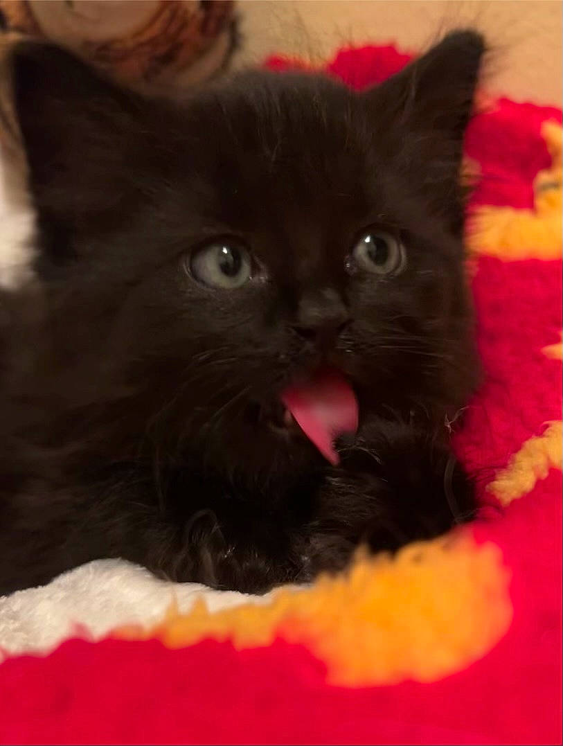 Jason joined the competition — help win amazing prizes! black_cat, carnivore, cat, cat_supply, claw, comfort, felidae, fur, iris, small_to_medium_sized_cats, snout, terrestrial_animal, whiskers