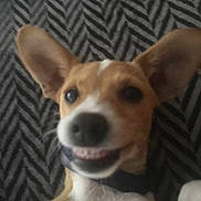 Laicka a rejoint le concours — aidez-le/la à gagner de superbes lots ! animal, black_nose, blanket, brown_and_white, close_up, collar, cute, dog, happy, indoor, large_ears, lying_down, patterned_background, pet, phone_screenshot, photograph, portrait, puppy, smiling, social_media