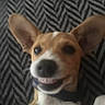 animal, black_nose, blanket, brown_and_white, close_up, collar, cute, dog, happy, indoor, large_ears, lying_down, patterned_background, pet, phone_screenshot, photograph, portrait, puppy, smiling, social_media