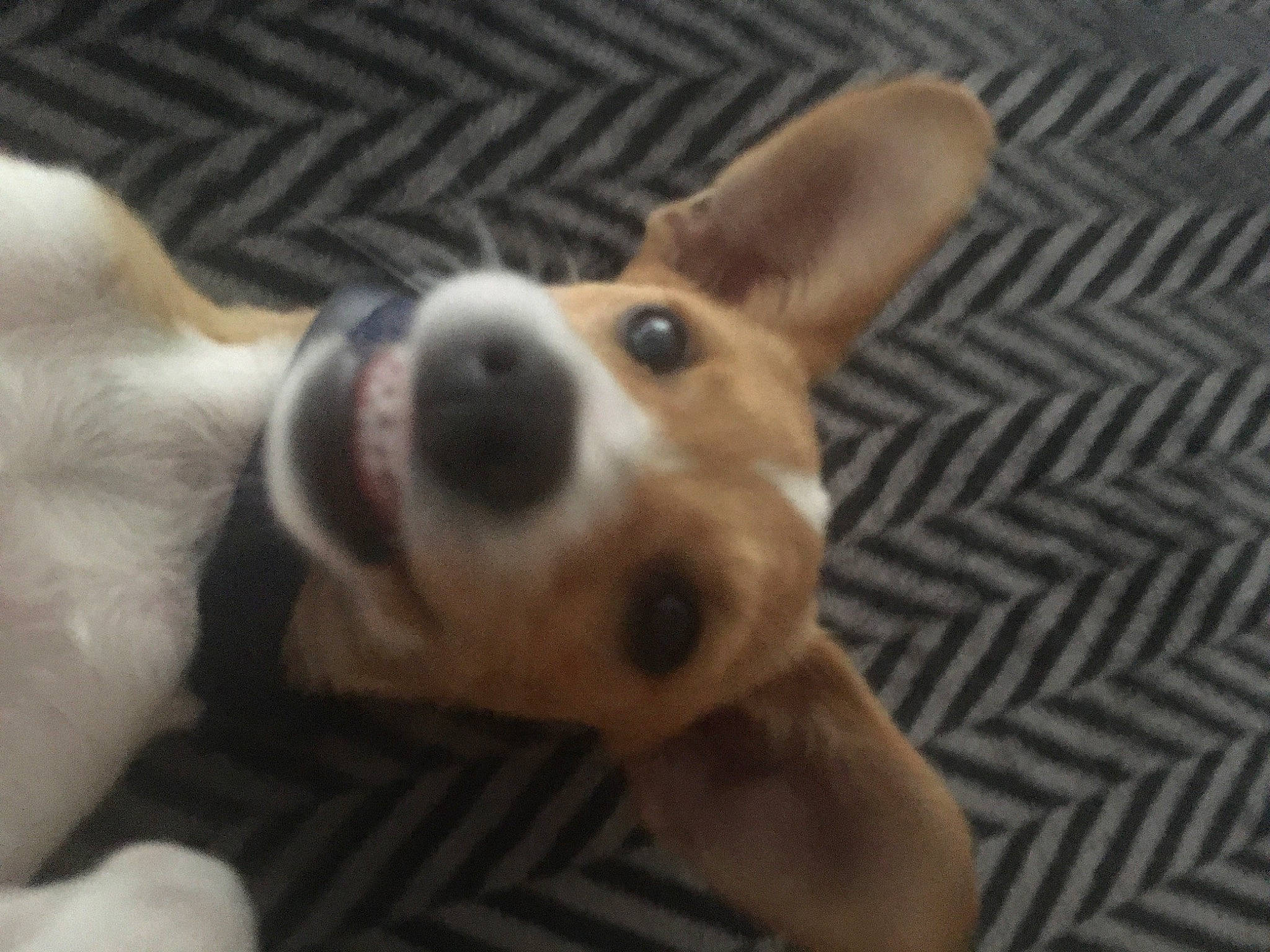 Laiika participe au concours pour gagner de l'argent avec cette photo : canidae, cardigan_welsh_corgi, carnivore, companion_dog, corgi_chihuahua, dog, dog_breed, ear, fawn, mammal, miniature_fox_terrier, nose, pembroke_welsh_corgi, puppy, rat_terrier, snout, teddy_roosevelt_terrier, toy_fox_terrier, vertebrate, welsh_corgi