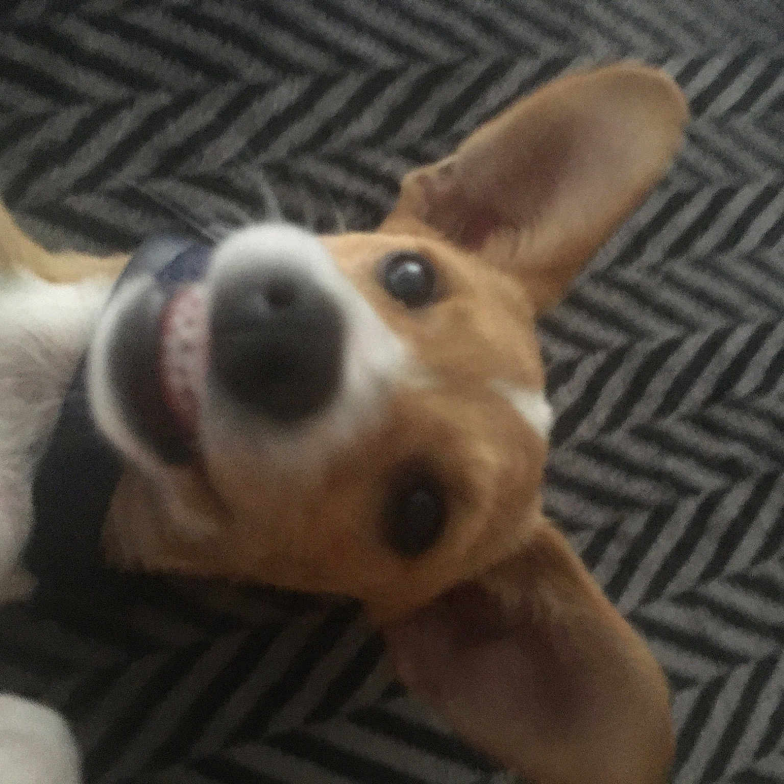 Laiika