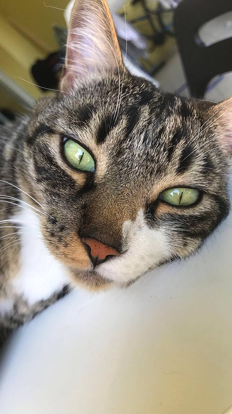 Gimli a rejoint le concours — aidez-le/la à gagner de superbes lots ! carnivore, cat, close_up, domestic_short_haired_cat, ear, felidae, fur, grass, iris, macro_photography, small_to_medium_sized_cats, snout, terrestrial_animal, whiskers, wildlife, window