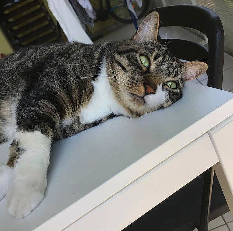 Gimli participe au concours pour gagner de l'argent avec cette photo : carnivore, cat, cat_supply, chair, domestic_short_haired_cat, felidae, fur, paw, small_to_medium_sized_cats, snout, whiskers