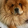 dog, chow_chow, fluffy, pet_bed, paw, fur, animal, indoor, resting, canine, mammal, cute, companion, domestic_animal, closeup, portrait, furry, relaxed, home, animal_face
