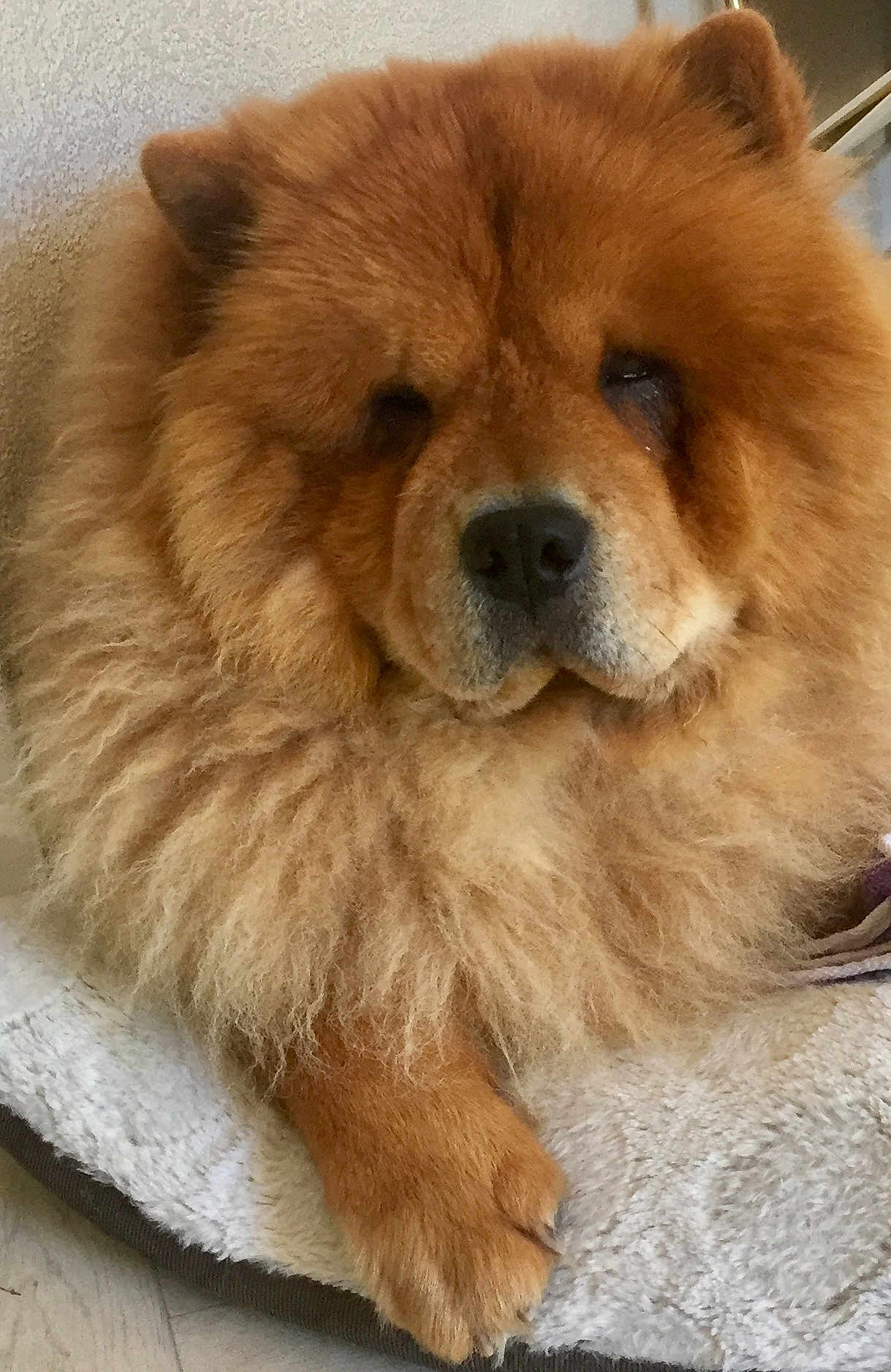 Obama participe au concours pour gagner de l'argent avec cette photo : dog, chow_chow, fluffy, pet_bed, paw, fur, animal, indoor, resting, canine, mammal, cute, companion, domestic_animal, closeup, portrait, furry, relaxed, home, animal_face