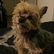Coco joined the competition — help win amazing prizes! animal, bed, black_nose, brown_fur, canine, collar, companion, cute, cute_expression, dog, domestic_animal, fluffy, fur, indoor, looking_up, pet, portrait, quilt, small_dog, tongue_out