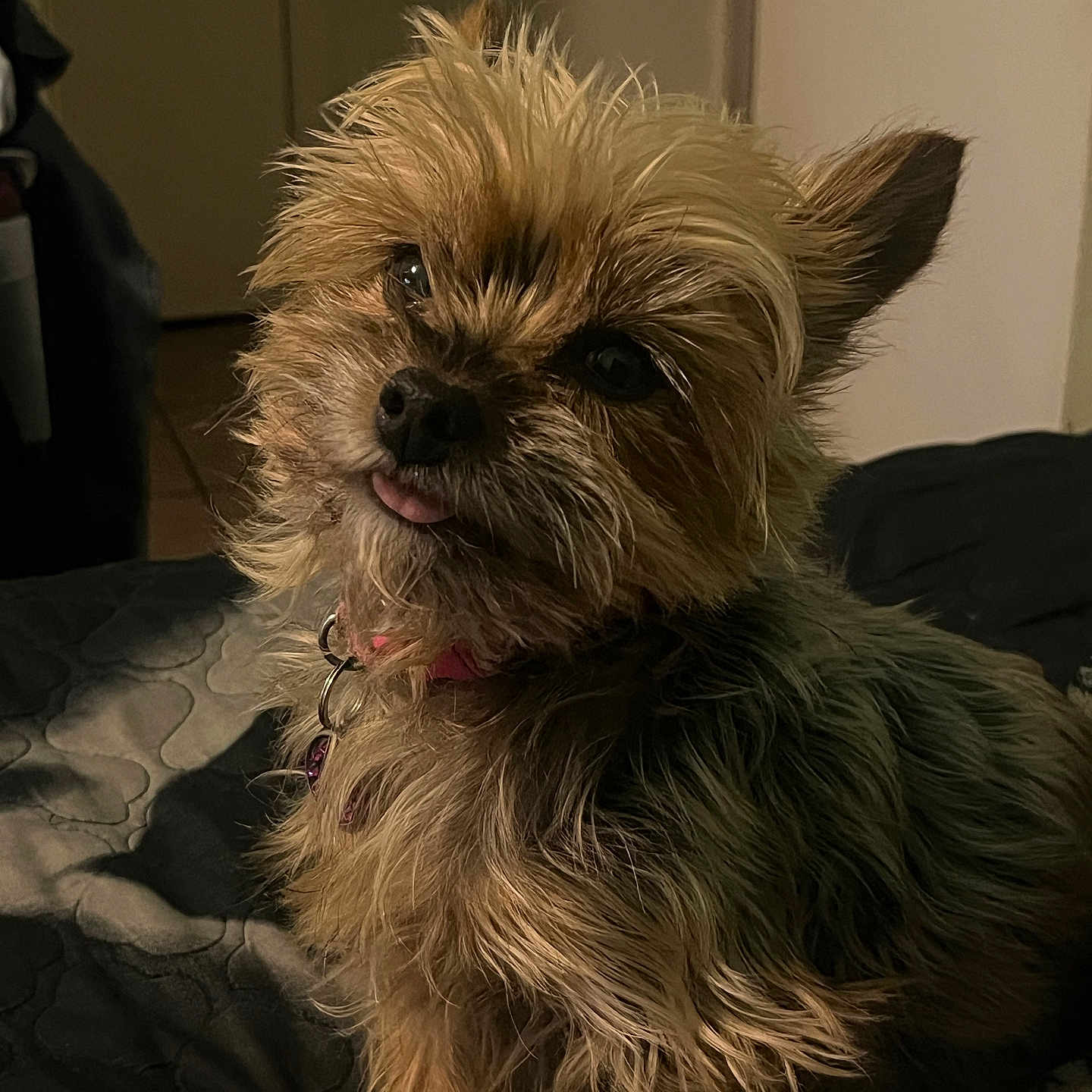 Coco joined the competition — help win amazing prizes! animal, bed, black_nose, brown_fur, canine, collar, companion, cute, cute_expression, dog, domestic_animal, fluffy, fur, indoor, looking_up, pet, portrait, quilt, small_dog, tongue_out