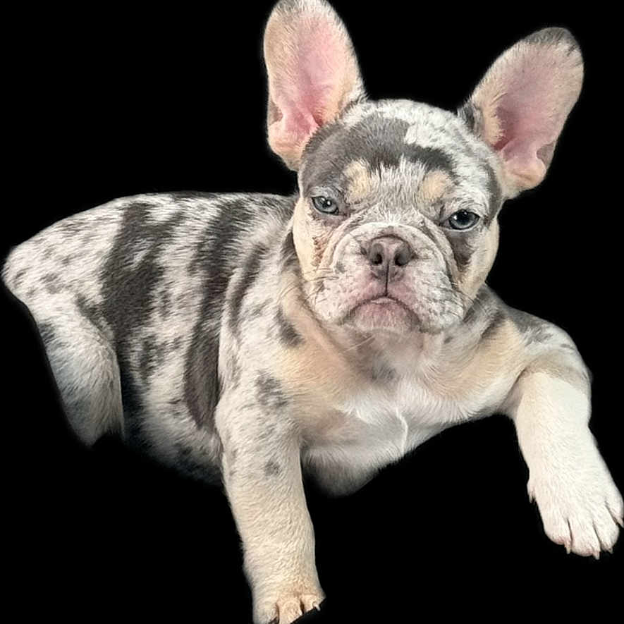 Latto joined the competition — help win amazing prizes! animal, boxer, bulldog, canine, dog, frenchbulldog, pet, pitbull, puppy, whitedog