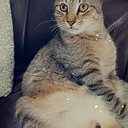 Titi participe au concours pour gagner de l'argent avec cette photo : cat, tabby, animal, pet, feline, sitting, relaxed, fur, whiskers, ears, paw, leather_chair, indoor, cute, closeup, mammal, domestic_cat, cozy, sparkles, eyes