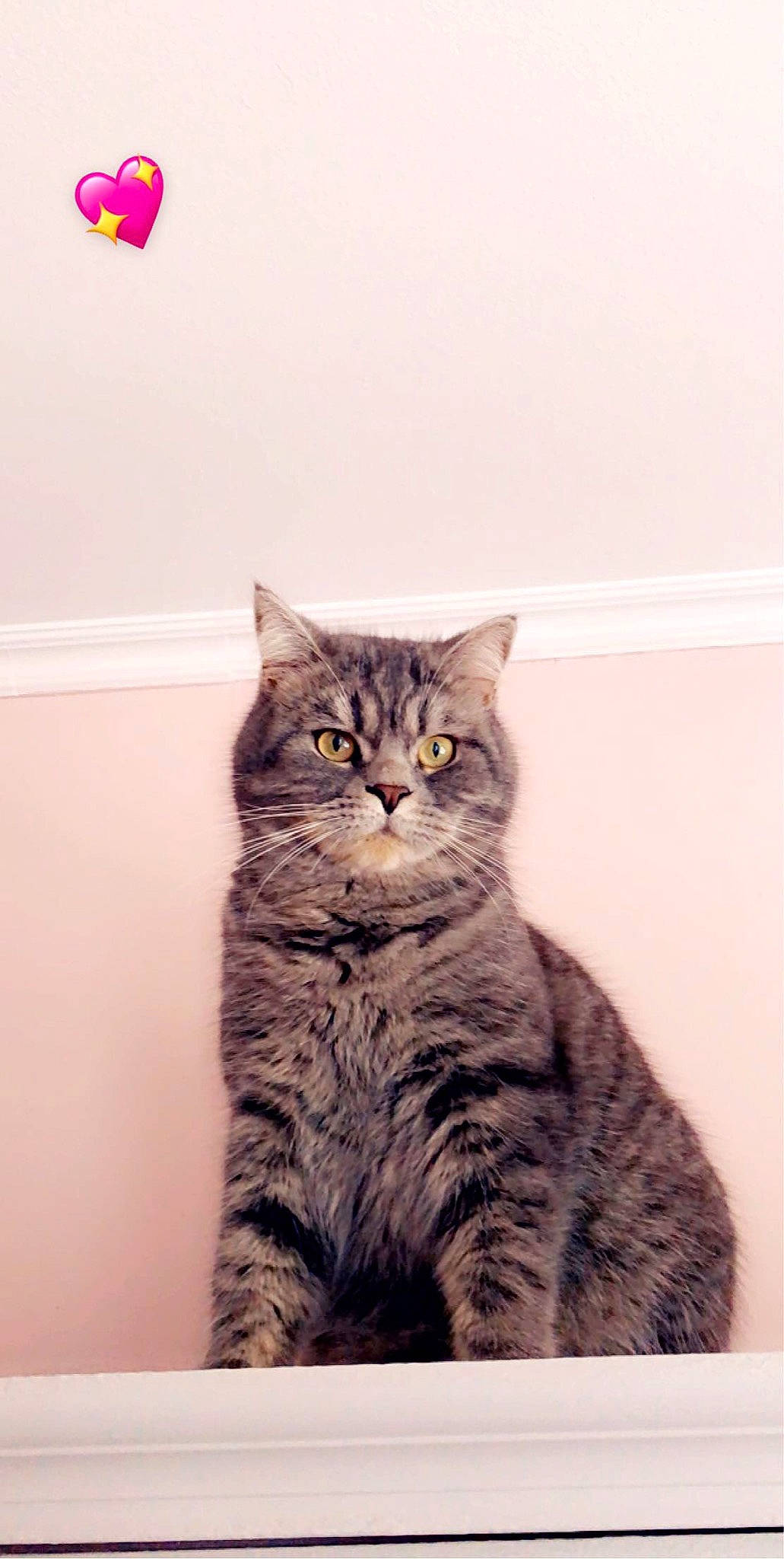 Ali a rejoint le concours — aidez-le/la à gagner de superbes lots ! carnivore, cat, domestic_short_haired_cat, door, felidae, flooring, fur, grey, pattern, paw, sitting, small_to_medium_sized_cats, snout, tail, terrestrial_animal, whiskers, window, wood