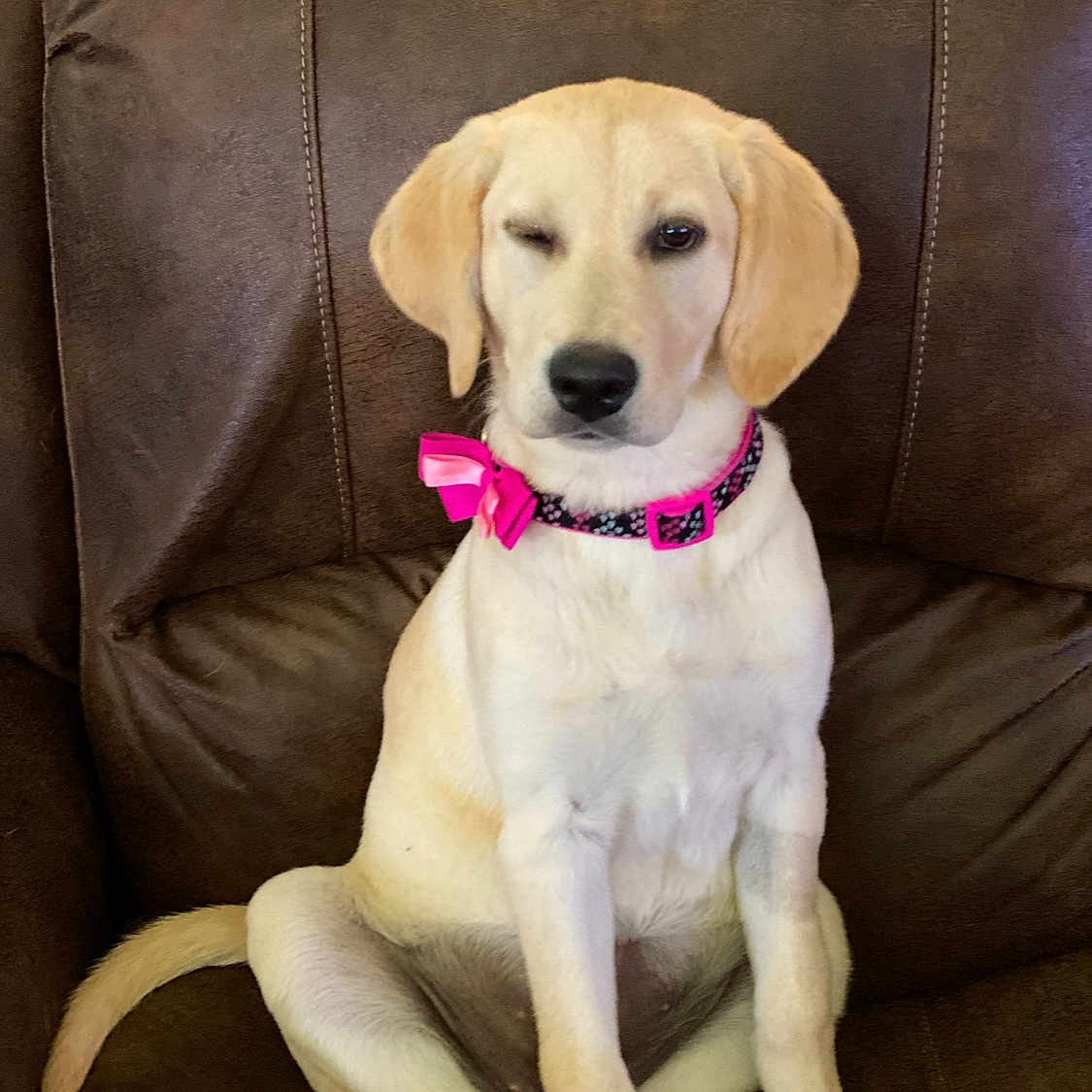Mia joined the competition — help win amazing prizes! animal, brown_couch, collar, couch, cute, dog, ears, face, fur, indoor, labrador, nose, pet, pink_bow, playful, puppy, sitting, tail, winking, yellow_labrador