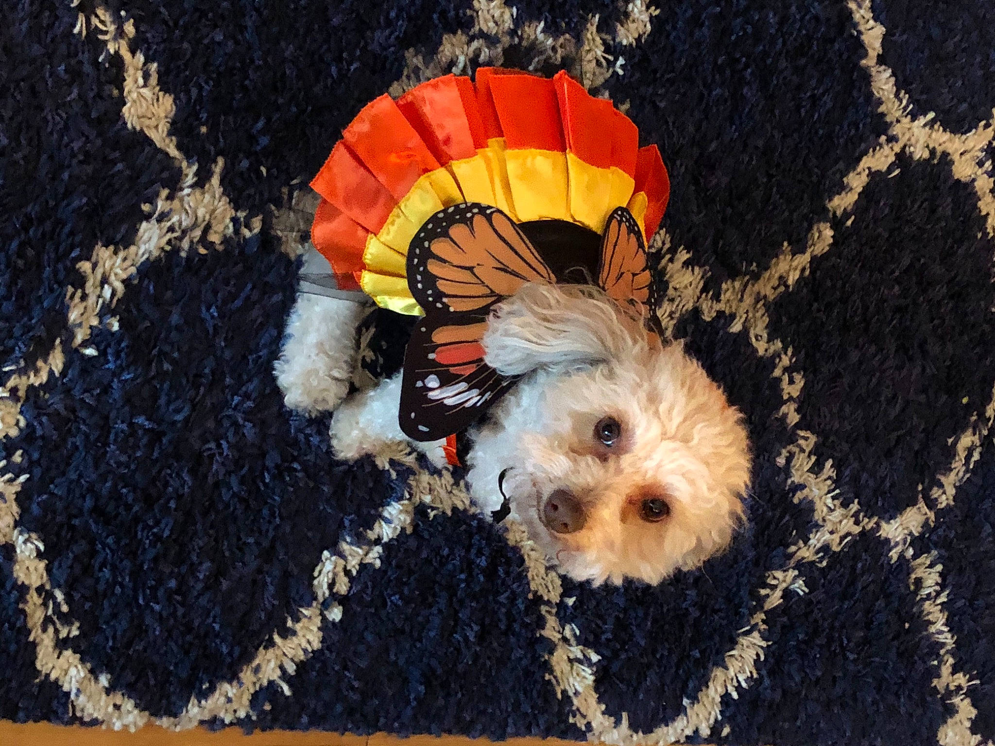 Little Miss Buddah Cup is registered to the contest to win money with this photo: air_sports, canidae, carnivore, cavachon, companion_dog, dog, dog_breed, dog_clothes, dog_supply, maltepoo, non_sporting_group, parachute, pet_supply, puppy, small_terrier, sporting_group, terrier, toy_dog, working_animal, yorkipoo