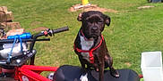 Misty joined the competition — help win amazing prizes! animal, backyard, black_dog, canine, dog, grass, greenery, handlebars, leisure, mini_bike, nature, outdoor, pet, red_bike, red_harness, seat, small_dog, summer, sunny, vehicle
