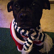 Misty is registered to the contest to win money with this photo: black_dog, carpet, close_up, companion, cute, dog, ears, eyes, furry, grainy, holiday, indoor, looking_up, low_light, muzzle, pet, portrait, scarf, sweater, winter_clothing