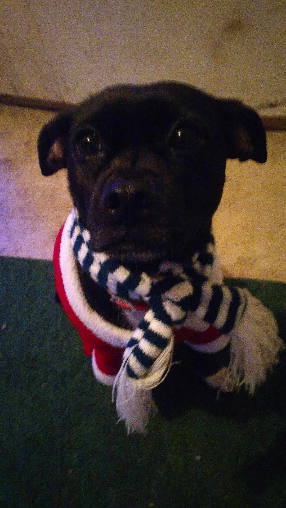 Misty is registered to the contest to win money with this photo: black_dog, carpet, close_up, companion, cute, dog, ears, eyes, furry, grainy, holiday, indoor, looking_up, low_light, muzzle, pet, portrait, scarf, sweater, winter_clothing