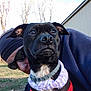 Misty is registered to the contest to win money with this photo: animal, black_dog, close_up, collar, cute, daytime, dog, grass, harness, headband, nature, outdoor, person, pet, portrait, purple_collar, red_harness, sky, sunglasses, trees