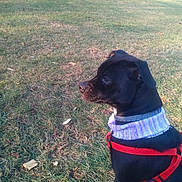 Misty is registered to the contest to win money with this photo: animal, black_dog, canine, collar, daylight, dog, field, fur, grass, harness, looking_away, mammal, nature, neck_warmer, outdoor, pet, quiet, side_view, sitting, sunlight