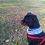 animal, black_dog, canine, collar, daylight, dog, field, fur, grass, harness, looking_away, mammal, nature, neck_warmer, outdoor, pet, quiet, side_view, sitting, sunlight